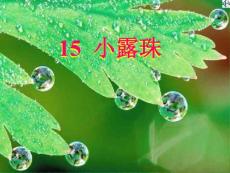 苏教版-小学-课件-语文-三年级下-第06册-小露珠