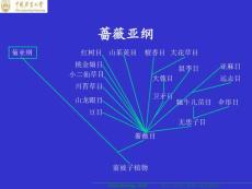 NYDX植物生物学课件PPT之第十六章 被子植物主要类群（下）