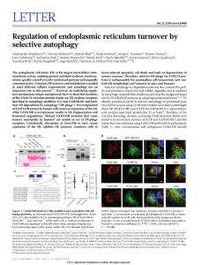 Regulation of endoplasmic reticulum turnover by selective autophagy
