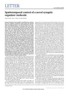Spatiotemporal control of a novel synaptic organizer molecule