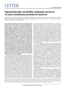 Supramolecular assemblies underpin turnover of outer membrane proteins in bacteria