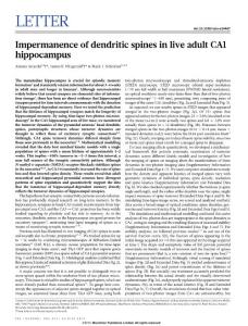 Impermanence of dendritic spines in live adult CA1 hippocampus