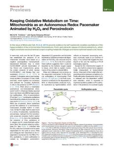 Keeping Oxidative Metabolism on Time Mitochondria as an Autonomous Redox Pacemaker Animated by H2O2 and Peroxiredoxin