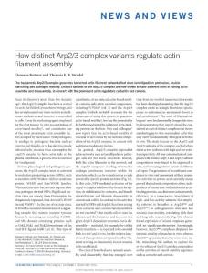 ncb3293-How distinct Arp2-3 complex variants regulate actin filament assembly