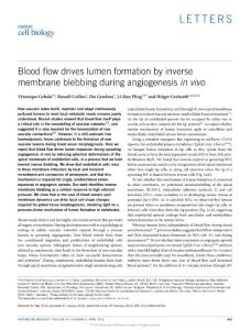 ncb3320-Blood flow drives lumen formation by inverse membrane blebbing during angiogenesis in vivo