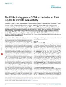 nn.4280-The RNA-binding protein SFPQ orchestrates an RNA regulon to promote axon viability