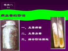 食用菌蘑菇的病虫害防治