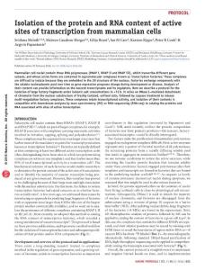 nprot.2016.032-Isolation of the protein and RNA content of active sites of transcription from mammalian cells