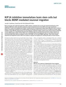 nn.4213-KIF1A inhibition immortalizes brain stem cells but blocks BDNF-mediated neuronal migration