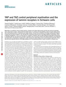 nn.4316-YAP and TAZ control peripheral myelination and the expression of laminin receptors in Schwann cells