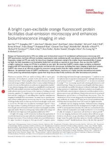 nbt.3550-A bright cyan-excitable orange fluorescent protein facilitates dual-emission microscopy and enhances bioluminescence imaging in vivo