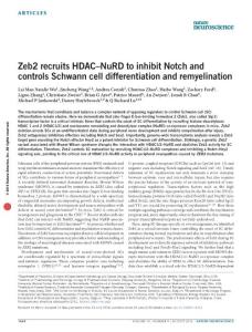 nn.4322-Zeb2 recruits HDAC–NuRD to inhibit Notch and controls Schwann cell differentiation and remyelination