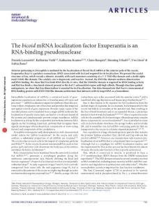 nsmb.3254-The bicoid mRNA localization factor Exuperantia is an RNA-binding pseudonuclease