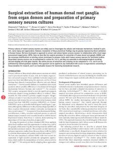 nprot.2016.111-Surgical extraction of human dorsal root ganglia from organ donors and preparation of primary sensory neuron cultures