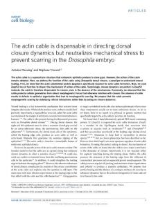 ncb3421-The actin cable is dispensable in directing dorsal closure dynamics but neutralizes mechanical stress to prevent scarring in the Drosophila embryo