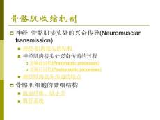 骨骼肌收缩机制
