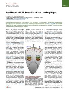 Developmental Cell-2016-WASP and WAVE Team Up at the Leading Edge