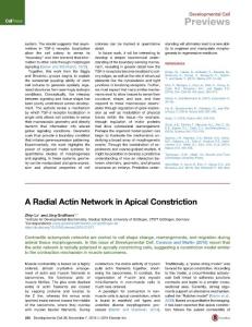 Developmental Cell-2016-A Radial Actin Network in Apical Constriction
