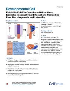 Developmental Cell-2016-EphrinB1-EphB3b Coordinate Bidirectional Epithelial-Mesenchymal Interactions Controlling Liver Morphogenesis and Laterality