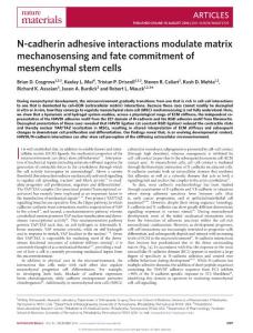 nmat4725-N-cadherin adhesive interactions modulate matrix mechanosensing and fate commitment of mesenchymal stem cells