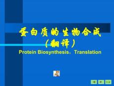 蛋白质的生物合成（翻译） Protein Biosynthesis，Translation