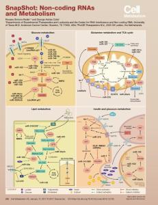 Cell Metabolism-2017-SnapShot Non-coding RNAs and Metabolism