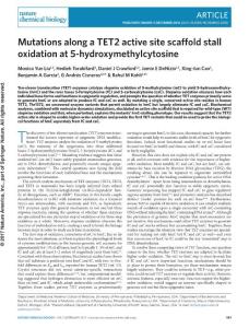 nchembio.2250-Mutations along a TET2 active site scaffold stall oxidation at 5-hydroxymethylcytosine
