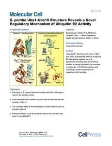 Molecular Cell-2017-S. pombe Uba1-Ubc15 Structure Reveals a Novel Regulatory Mechanism of Ubiquitin E2 Activity