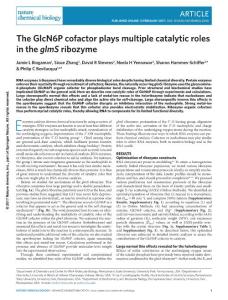 nchembio.2300-The GlcN6P cofactor plays multiple catalytic roles in the glmS ribozyme