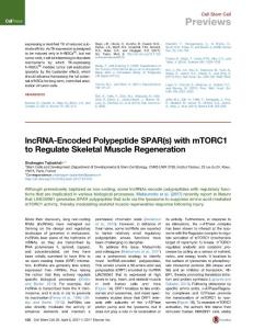 Cell Stem Cell-2017-lncRNA-Encoded Polypeptide SPAR(s) with mTORC1 to Regulate Skeletal Muscle Regeneration