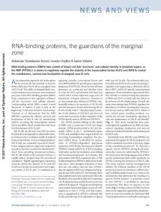 ni.3752-RNA-binding proteins, the guardians of the marginal zone