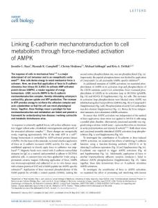 ncb3537-Linking E-cadherin mechanotransduction to cell metabolism through force-mediated activation of AMPK