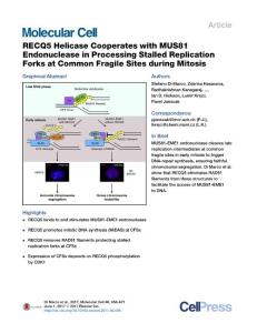 Molecular Cell-2017-RECQ5 Helicase Cooperates with MUS81 Endonuclease in Processing Stalled Replication Forks at Common Fragile Sites during Mitosis