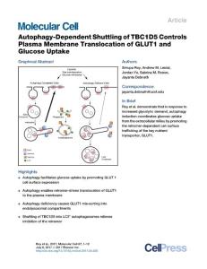 Molecular Cell-2017-Autophagy-dependent shuttling of TBC1D5 Controls Plasma membrane translocation of GLUT1 and Glucose uptake