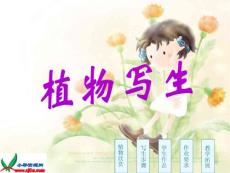  植物写生课件 人美版