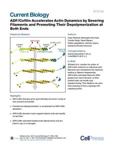 Current Biology-2017-ADF-Cofilin Accelerates Actin Dynamics by Severing Filaments and Promoting Their Depolymerization at Both Ends