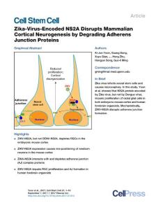 Cell-Stem-Cell_2017_Zika-Virus-Encoded-NS2A-Disrupts-Mammalian-Cortical-Neurogenesis-by-Degrading-Adherens-Junction-Proteins