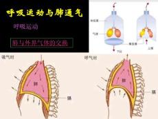 人体内的气体交换