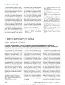 ncb3650-F-actin organizes the nucleus