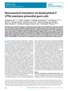 nchembio.2018-Noncanonical translation via deadenylated 3′ UTRs maintains primordial germ cells