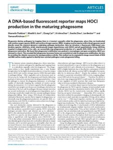 nchembio.2018-A DNA-based fluorescent reporter maps HOCl production in the maturing phagosome