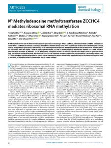 nchembio.2018-N6-Methyladenosine methyltransferase ZCCHC4 mediates ribosomal RNA methylation