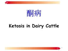 【医学PPT课件】酮病 Ketosis in Dairy Cattle