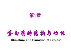 蛋白质的结构与功能