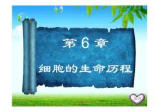 2012《名师伴你行》高三生物一轮复习课件人教版： 第十三课  细胞的增殖.ppt