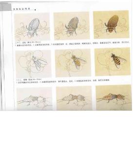 百种昆虫绘画技法图解教程