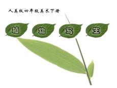 【精品】四年级美术下册_植物写生课件_人美版