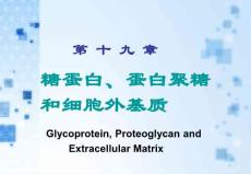 安徽医大基础医学生物化学第十九章 糖蛋白、蛋白聚糖