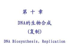 安徽医大基础医学生物化学 第十章 DNA的生物合成