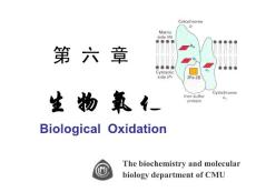 中国医科大基础医学生物化学PPT课件 第六章 生物氧化